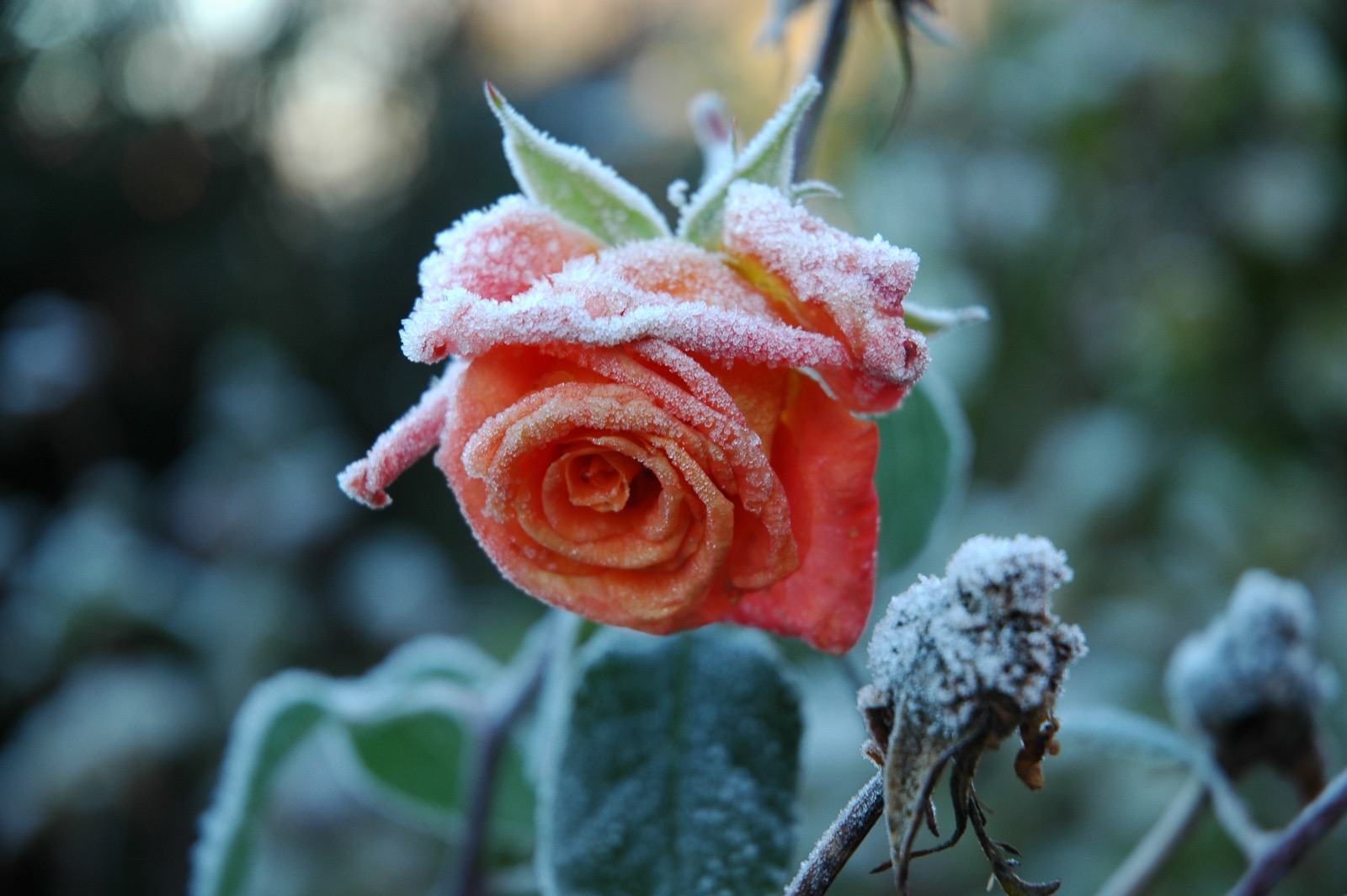 DSC_0956.JPG