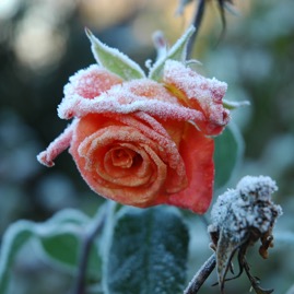 DSC_0956.JPG