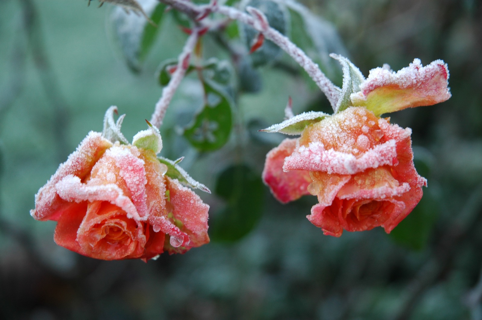 DSC_0958.JPG