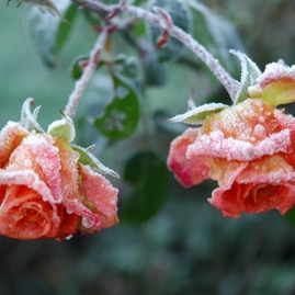 DSC_0958.JPG