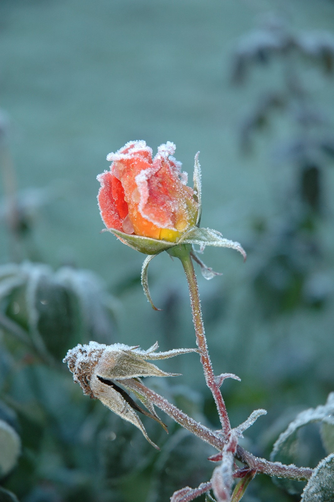 DSC_0981.JPG