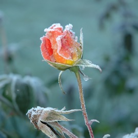 DSC_0981.JPG