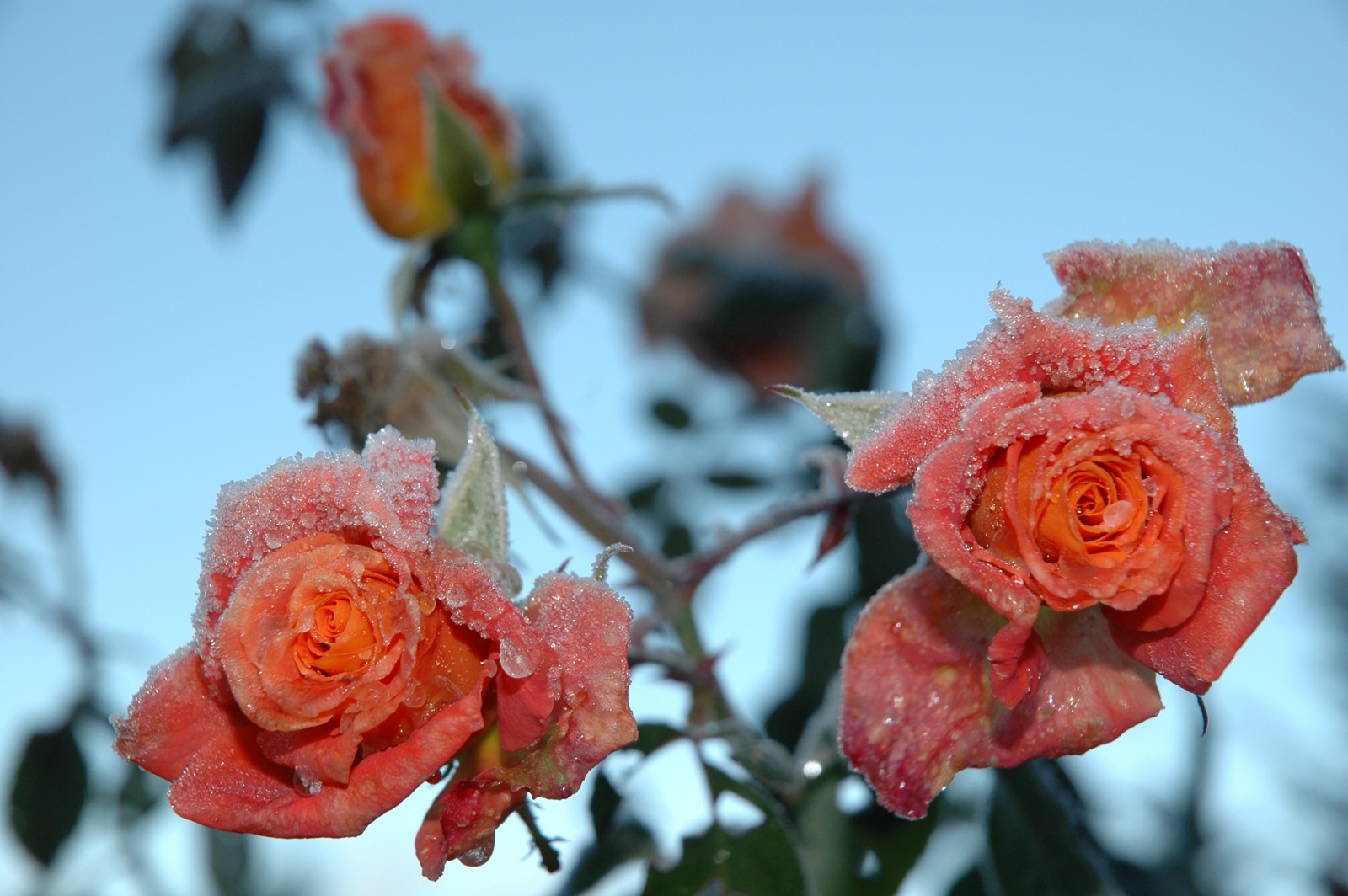 DSC_0982.JPG