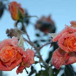 DSC_0982.JPG