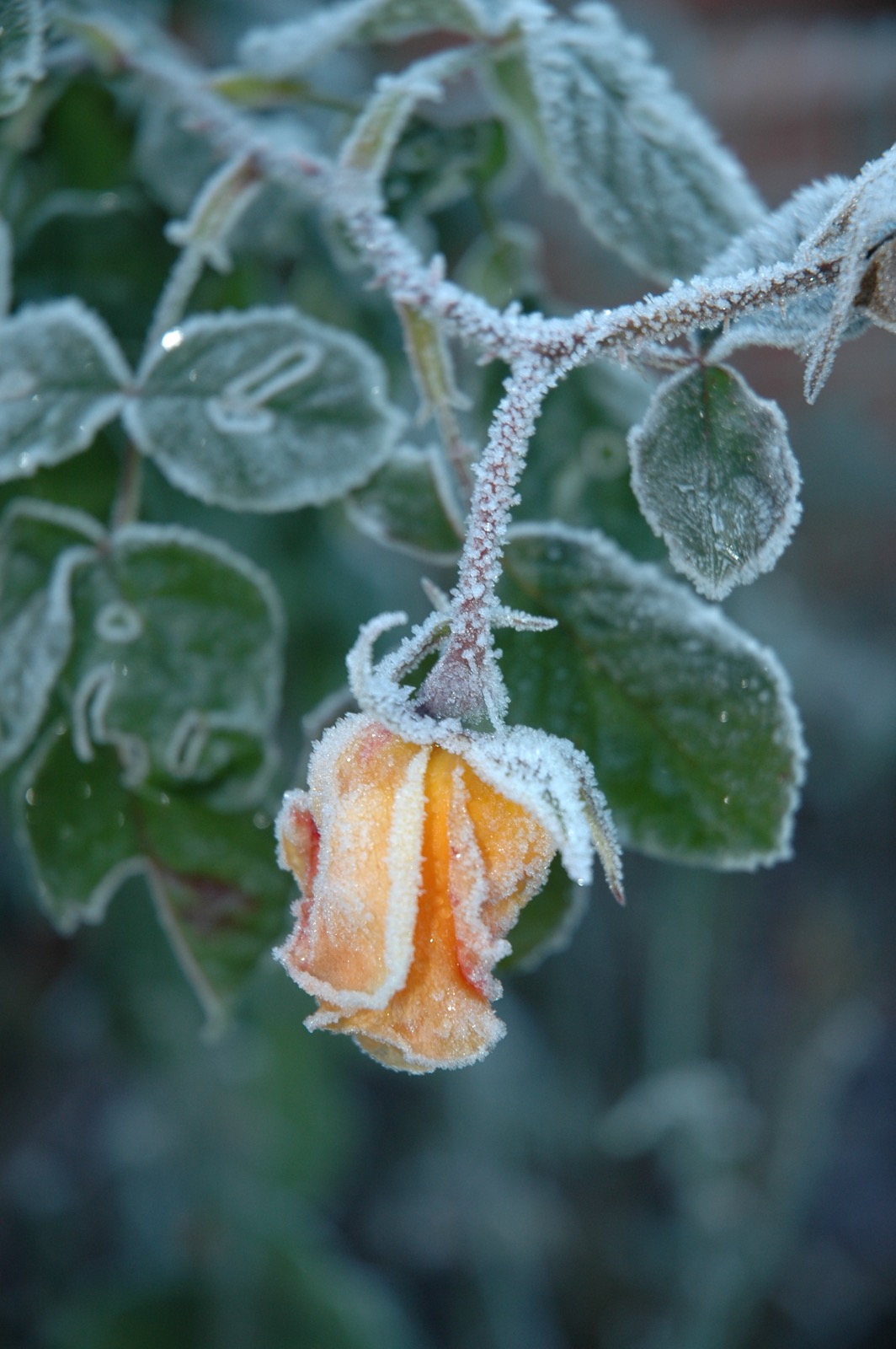DSC_0985.JPG