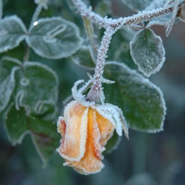 DSC_0985.JPG