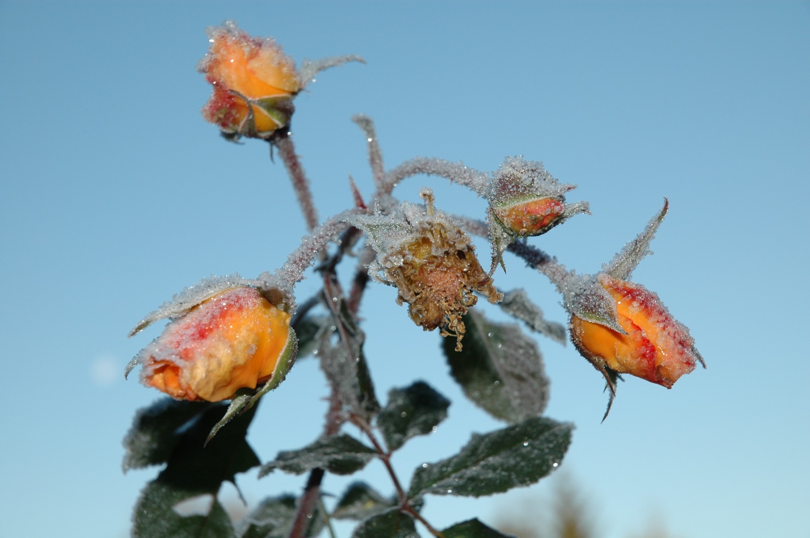 DSC_0988.JPG