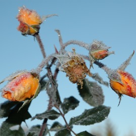 DSC_0988.JPG