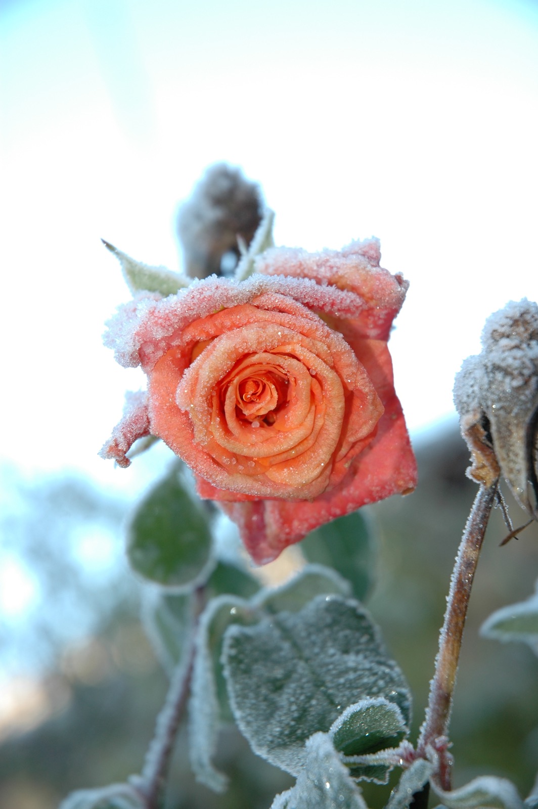 DSC_0989.JPG