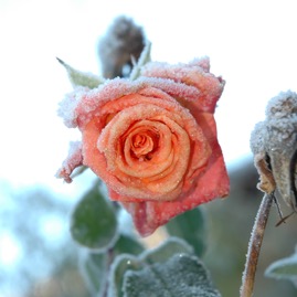 DSC_0989.JPG