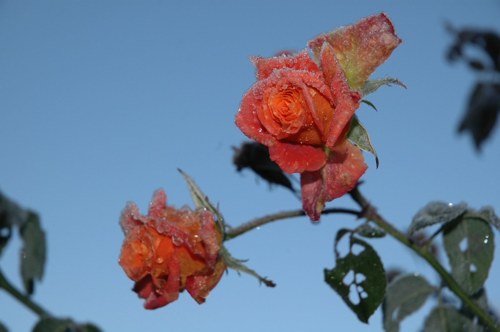 DSC_0991.JPG
