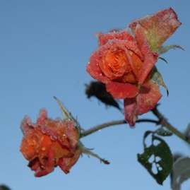 DSC_0991.JPG