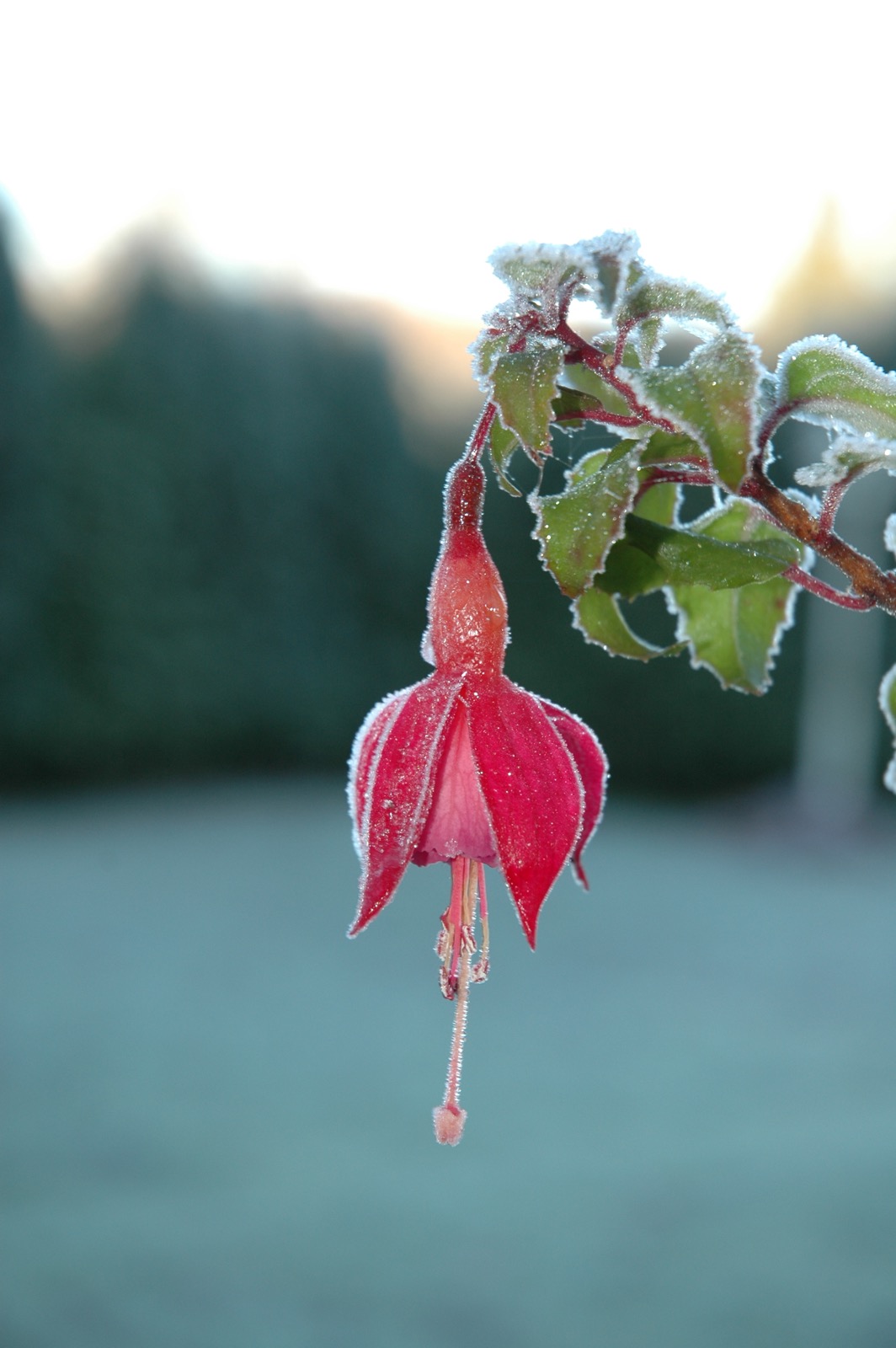 DSC_0994.JPG