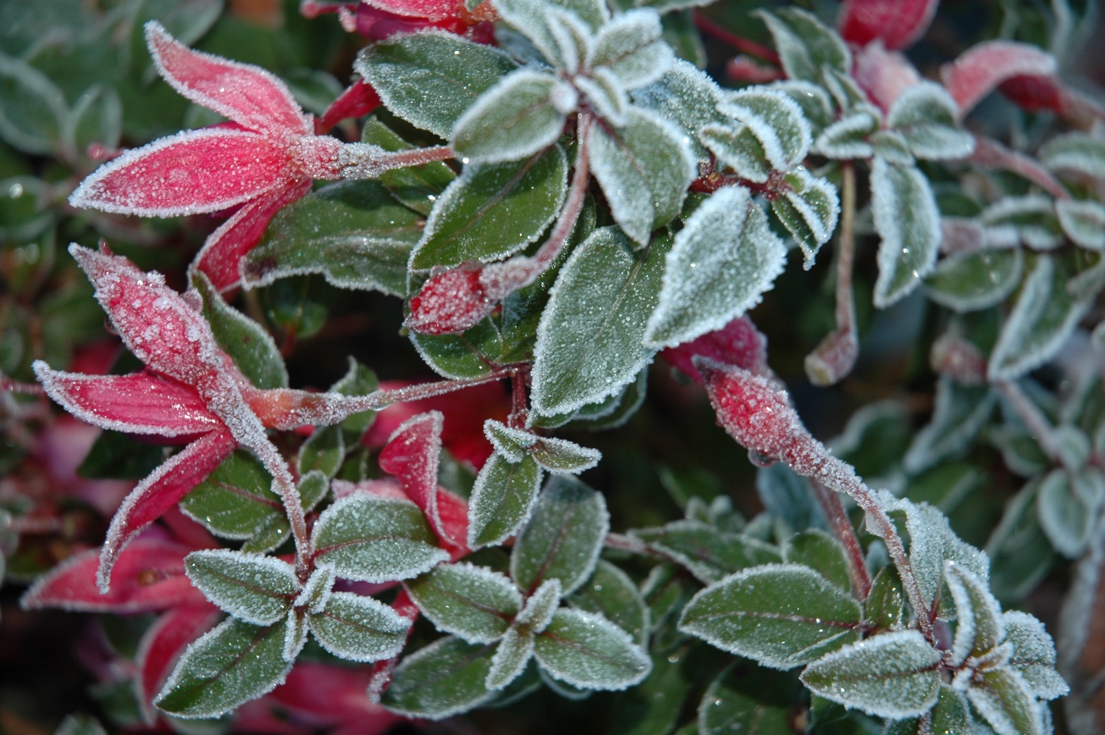DSC_0996.JPG