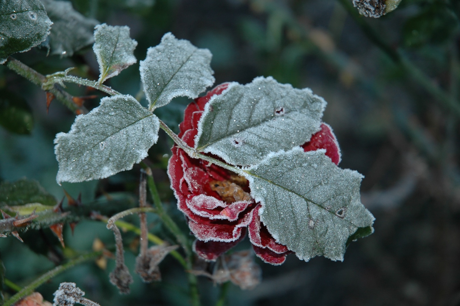 DSC_0997.JPG