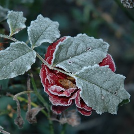 DSC_0997.JPG