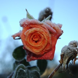 DSC_0957.JPG