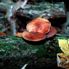 Pilze 1/11