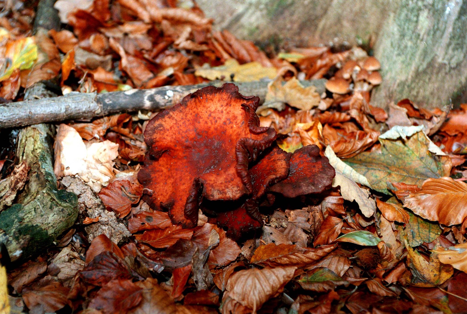 Pilze 1/21