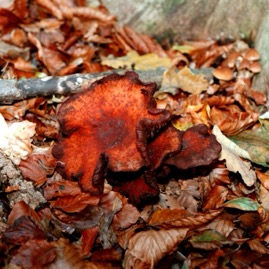 Pilze 1/21