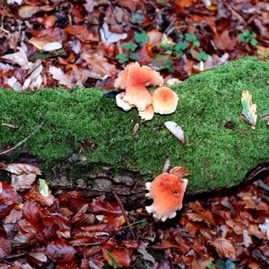 Pilze 1/28