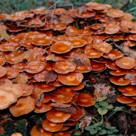 Pilze 2/12