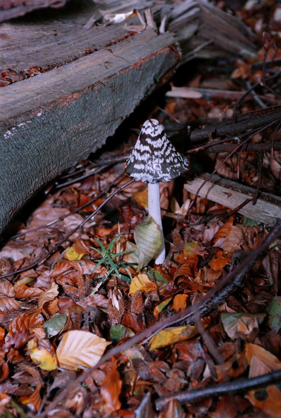 Pilze 2/16