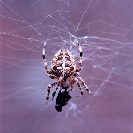 Kreuzspinne 24a
