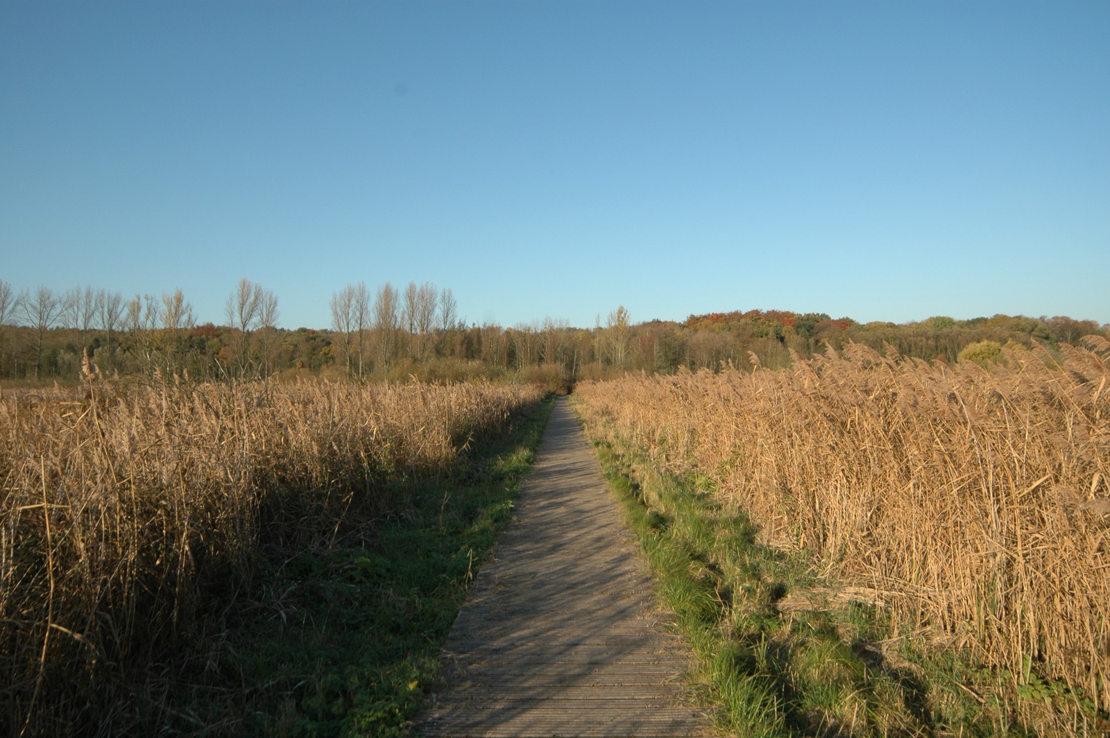DSC_0906.JPG