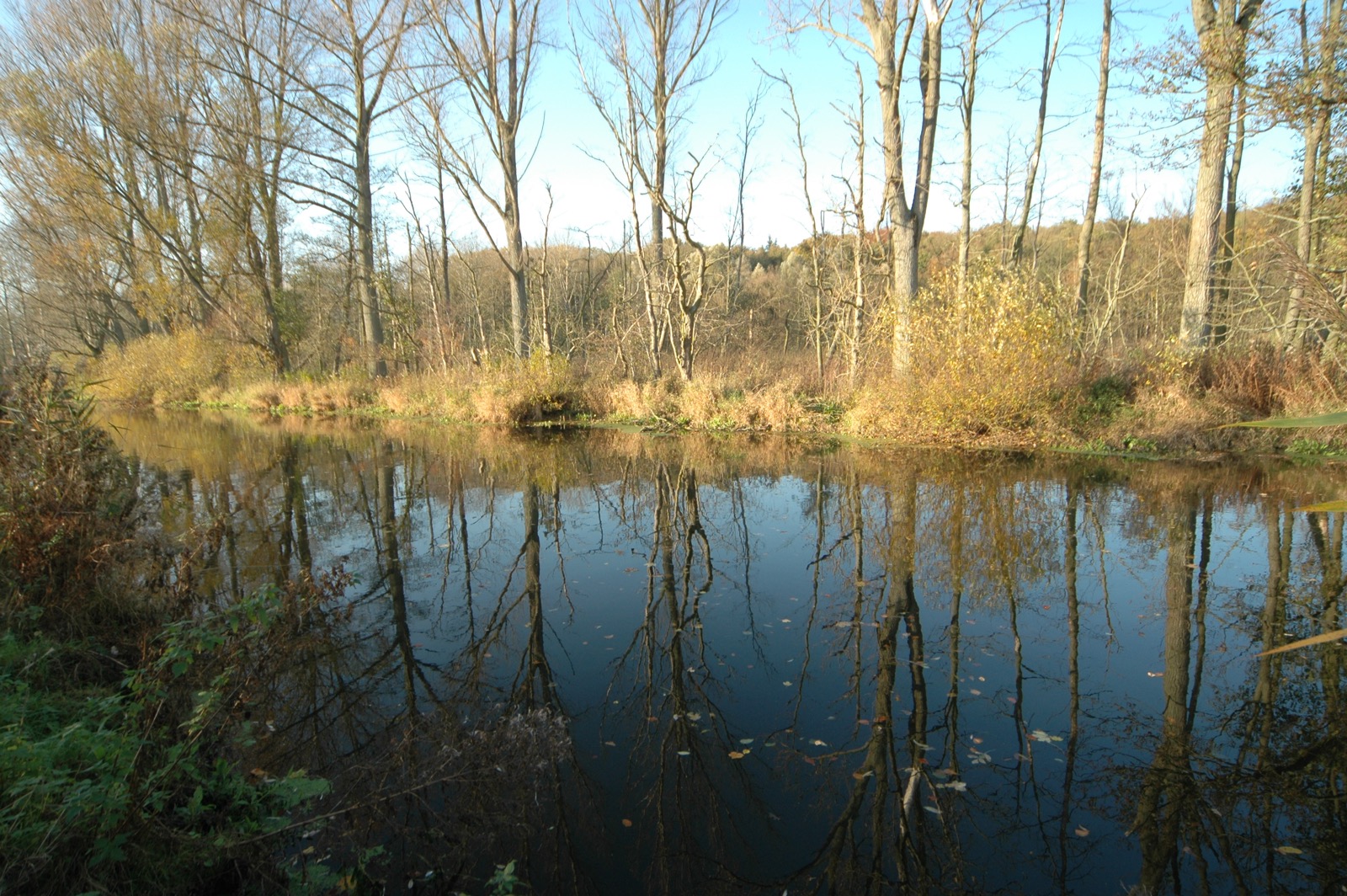 DSC_0921.JPG