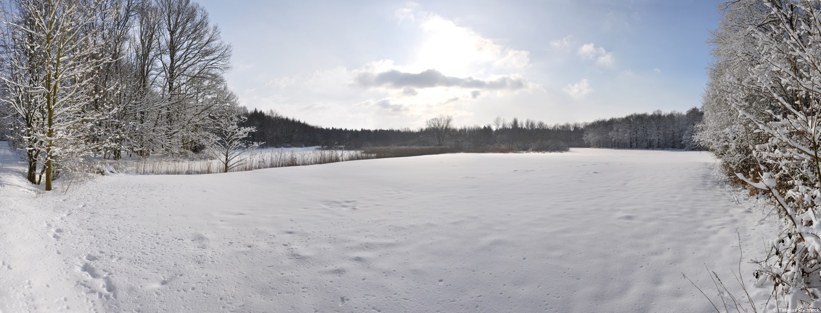 Panorama Winterwald.jpg