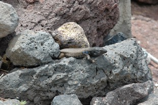 DSC_0410.JPG