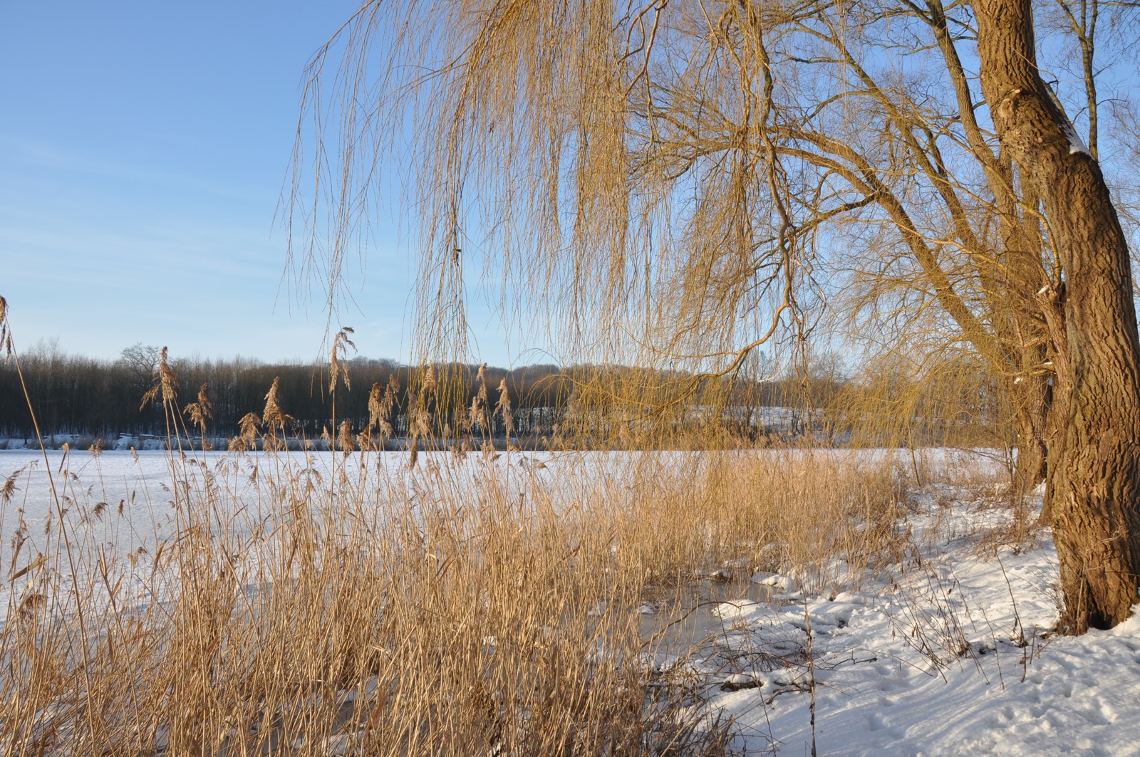 Herrenteich_20100126_15-32-36_DSC_1603.jpg
