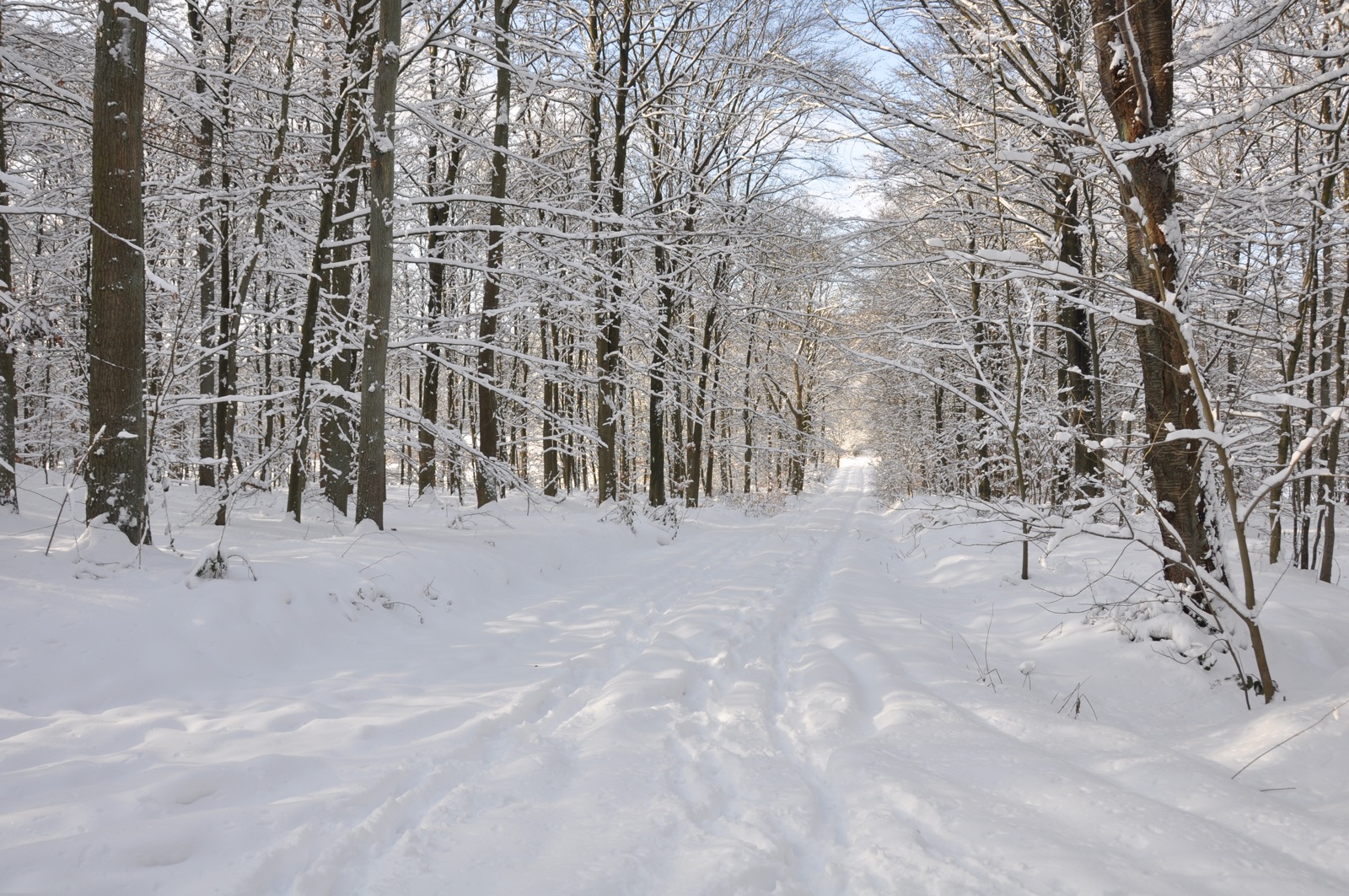 Winterwald_20100130_13-35-43_DSC_1617.jpg
