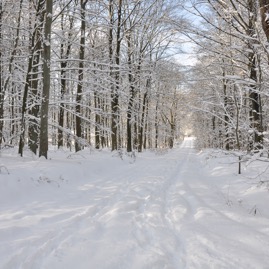 Winterwald_20100130_13-35-43_DSC_1617.jpg