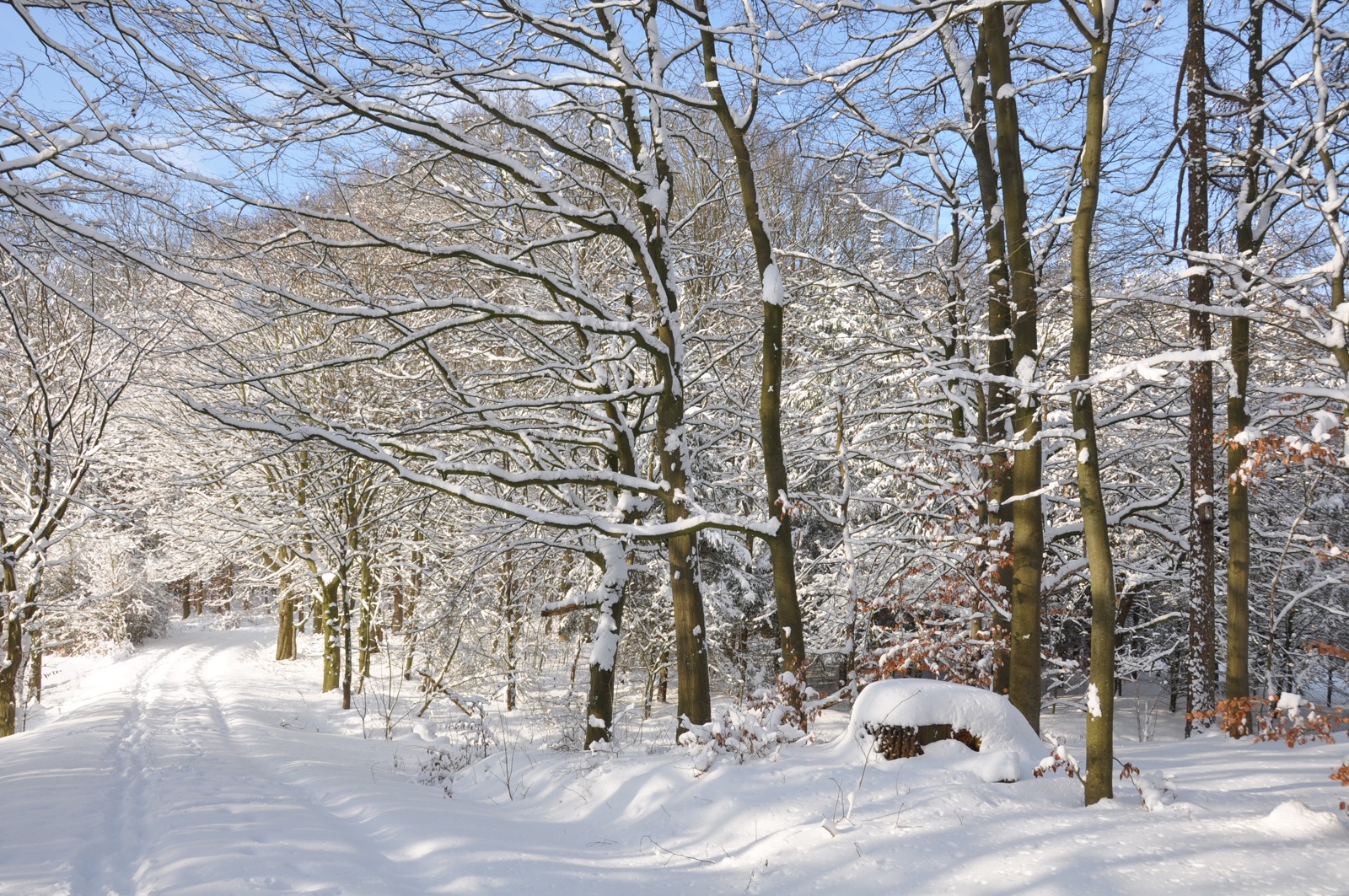 Winterwald_20100130_13-39-51_DSC_1624.jpg