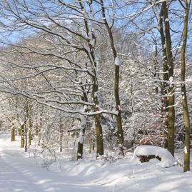 Winterwald_20100130_13-39-51_DSC_1624.jpg