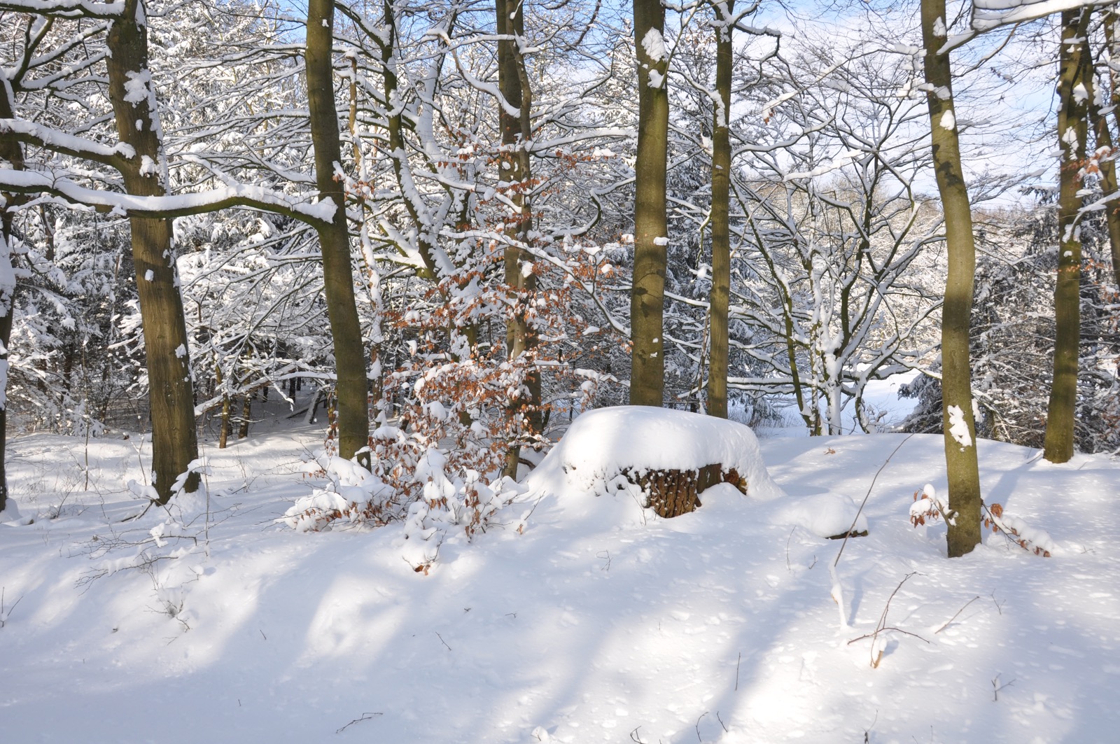 Winterwald_20100130_13-40-16_DSC_1625.jpg
