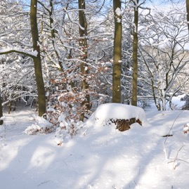 Winterwald_20100130_13-40-16_DSC_1625.jpg