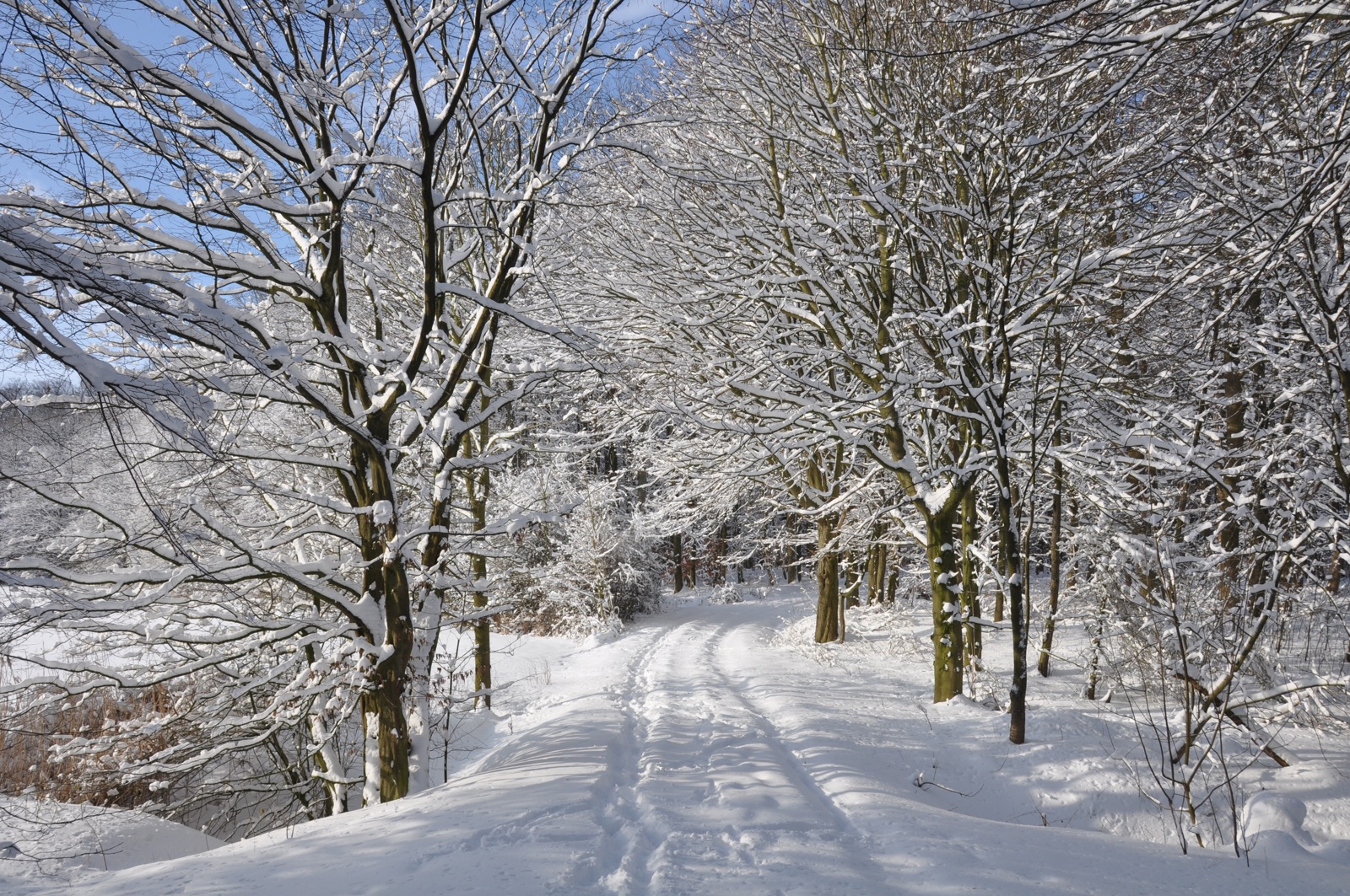 Winterwald_20100130_13-40-29_DSC_1626.jpg