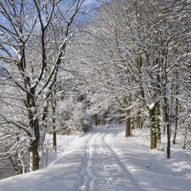 Winterwald_20100130_13-40-29_DSC_1626.jpg