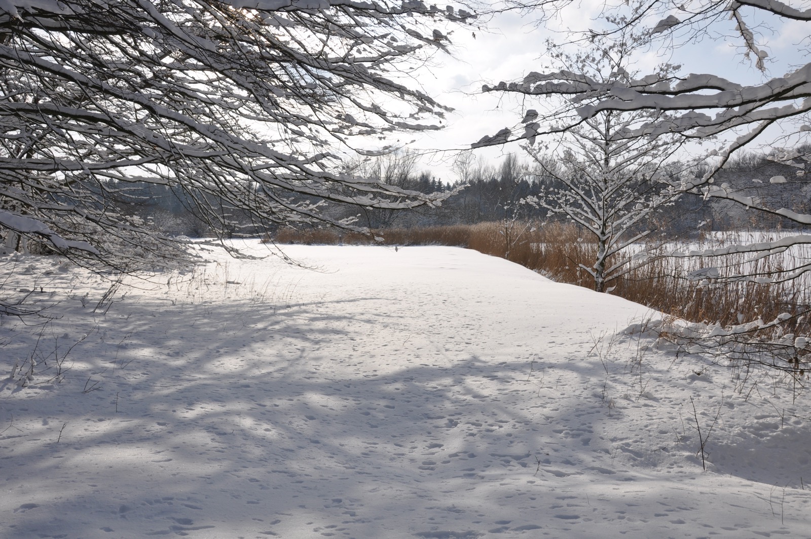 Winterwald_20100130_13-40-50_DSC_1627.jpg