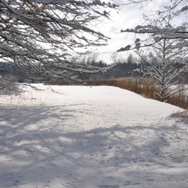 Winterwald_20100130_13-40-50_DSC_1627.jpg