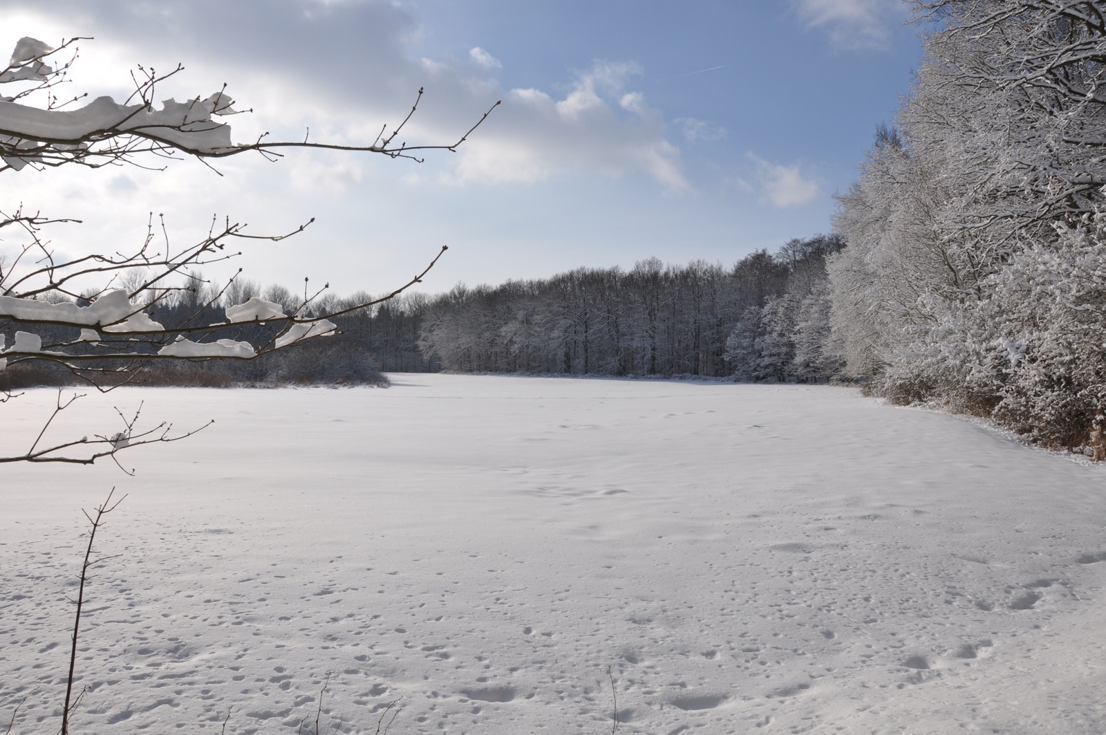 Winterwald_20100130_13-41-19_DSC_1628.jpg