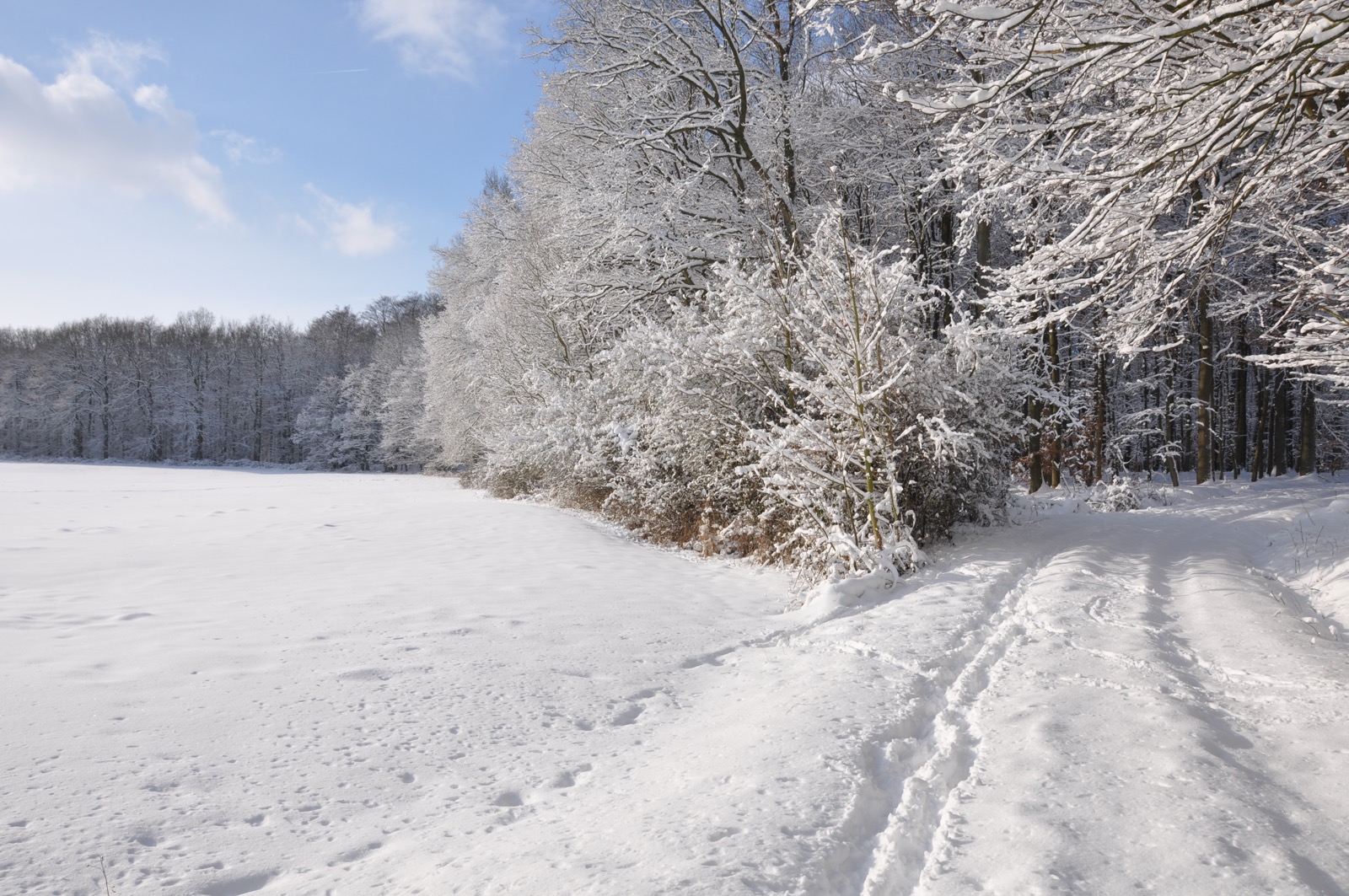 Winterwald_20100130_13-41-25_DSC_1629.jpg