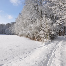 Winterwald_20100130_13-41-25_DSC_1629.jpg