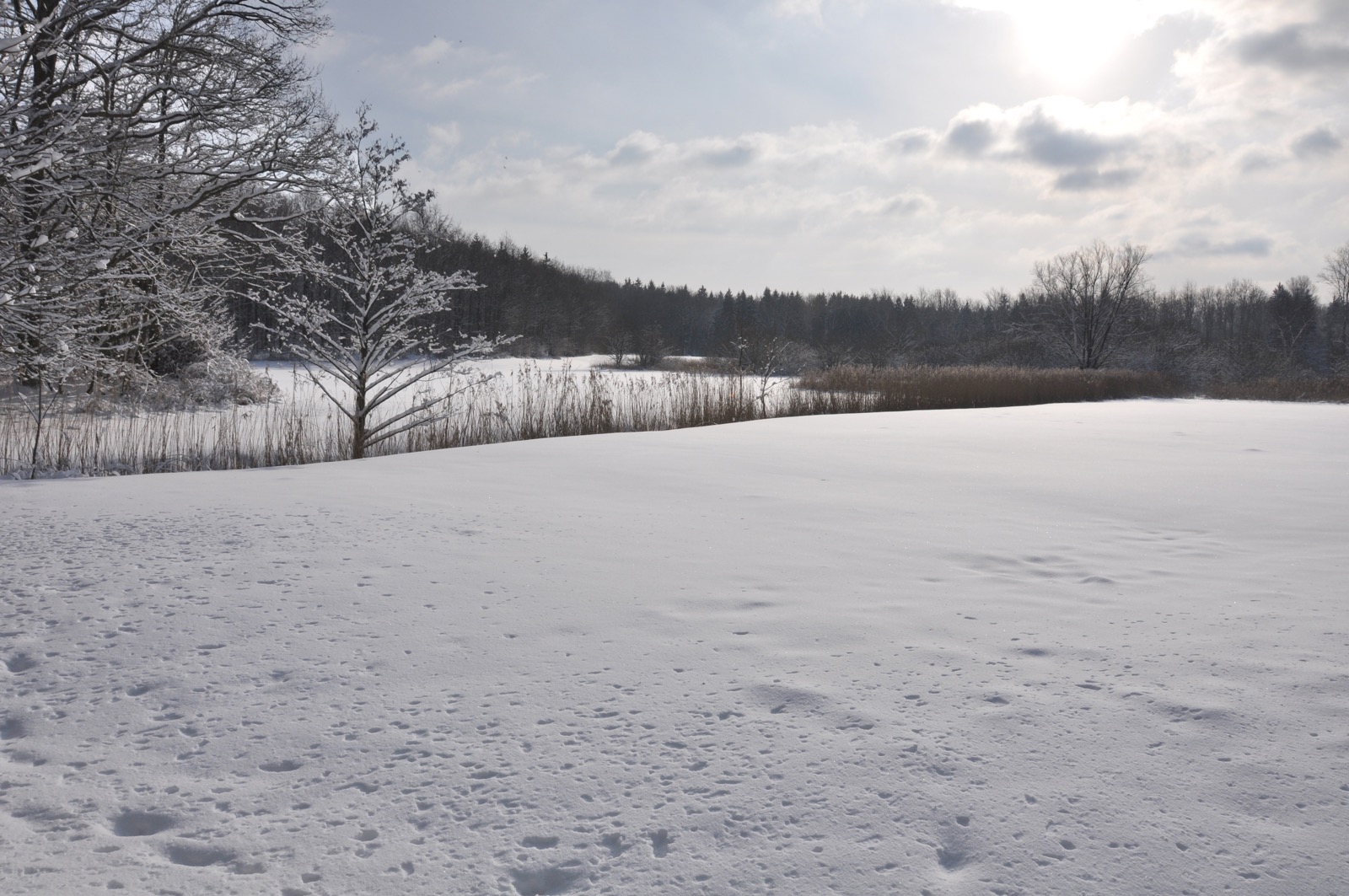 Winterwald_20100130_13-41-40_DSC_1630.jpg