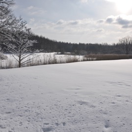 Winterwald_20100130_13-41-40_DSC_1630.jpg