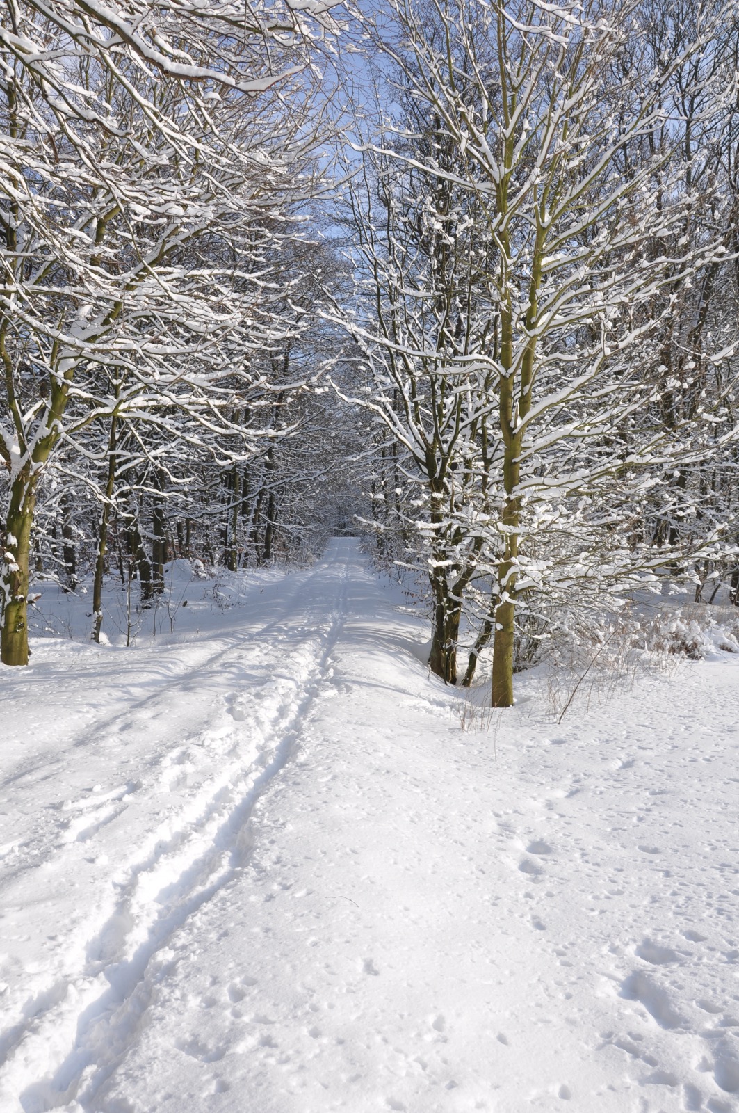 Winterwald_20100130_13-43-56_DSC_1633.jpg