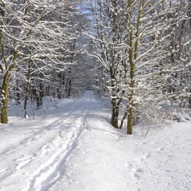 Winterwald_20100130_13-43-56_DSC_1633.jpg